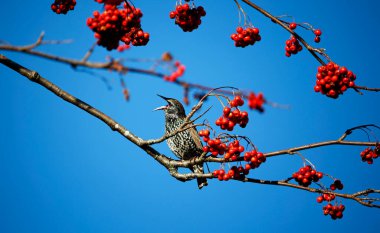 Sığırcıklar yabanmersinleriyle besleniyor