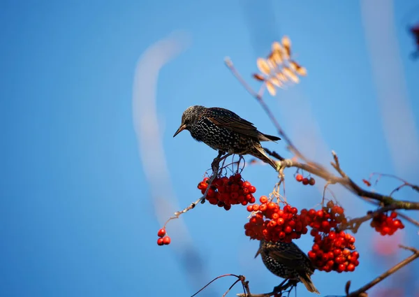 Stare Fressen Vogelbeeren — Stockfoto