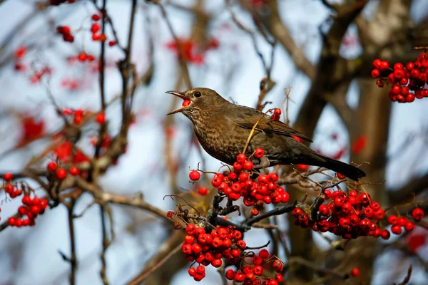 Blackbirds Festejando Las Bayas Rowan — Foto de Stock