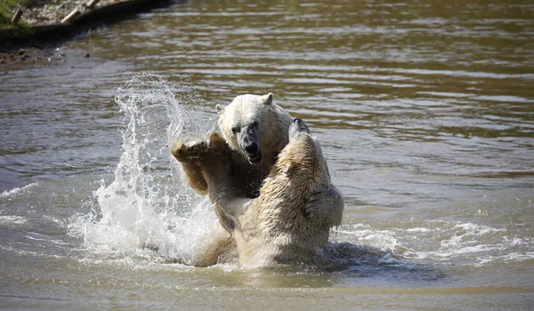 Lední Medvědi Bojují Vodě Divokém Parku — Stock fotografie