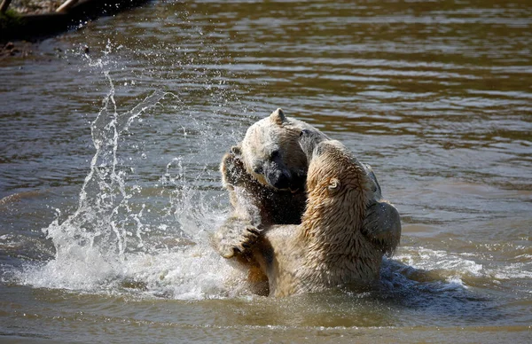 Lední Medvědi Bojují Vodě Divokém Parku — Stock fotografie