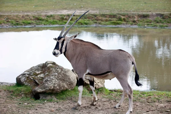 Oryx Pasoucí Poblíž Vodní Díry — Stock fotografie