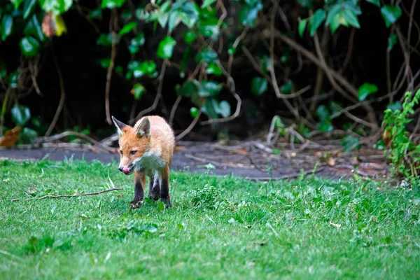 Αστική Αλεπούδες Cubs Εξερεύνηση Του Κήπου — Φωτογραφία Αρχείου