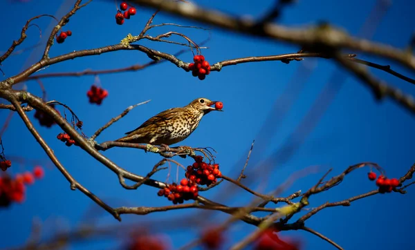 Mlžný Drozd Hodující Jeřábích Bobulích — Stock fotografie