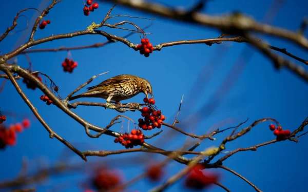 Mistle Thrush Festa Bagas Rowan — Fotografia de Stock