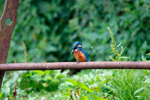 Pesca Juvenil Kingfisher Torno Lago — Fotografia de Stock