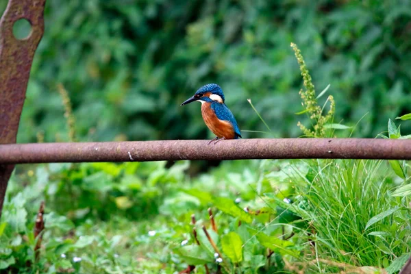 Pesca Juvenil Kingfisher Torno Lago — Fotografia de Stock