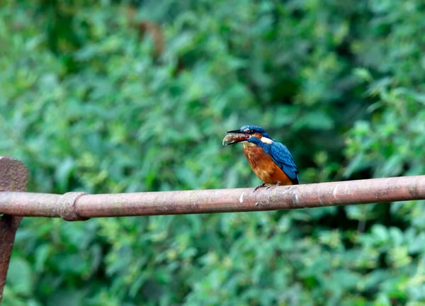 Pesca Juvenil Kingfisher Torno Lago — Fotografia de Stock