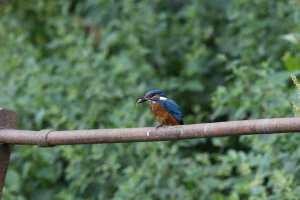 Pesca Juvenil Kingfisher Torno Lago — Fotografia de Stock