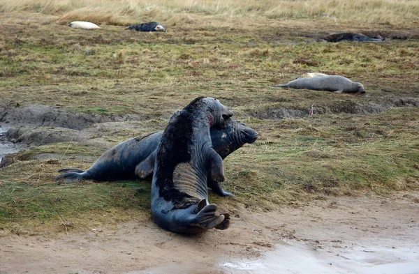 Bull Grey Seals Fighting Right Mate — Stock Photo, Image