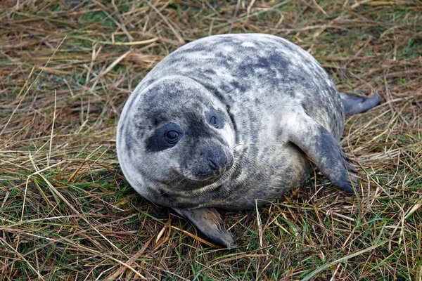 Kegelrobben Welpen Strand — Stockfoto