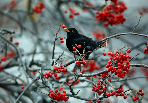Yaban mersinleriyle beslenen karatavuklar