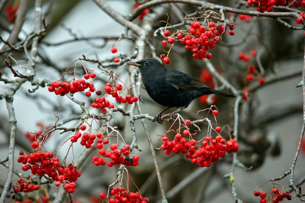 Amseln Ernähren Sich Von Vogelbeeren — Stockfoto