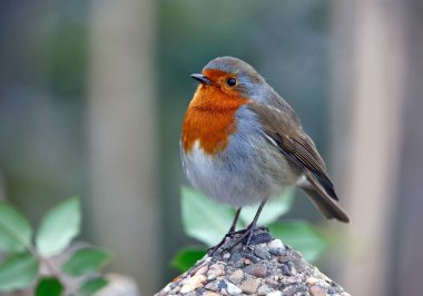 Avrasya bülbülü çite ve patikaya tünemişti.