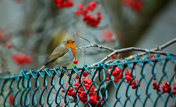 Eurasian Robin Perched Fence Path — Stock Photo, Image