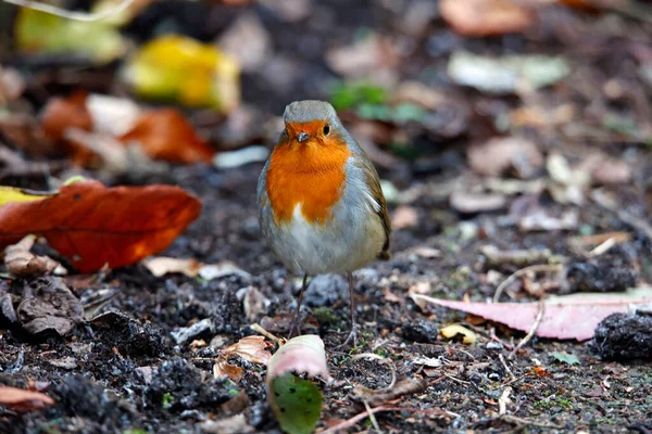 Eurasian Robin Σκαρφαλωμένο Στο Φράχτη Και Μονοπάτι — Φωτογραφία Αρχείου