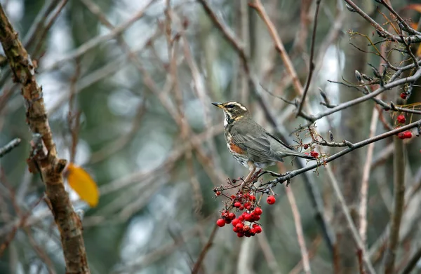 Redwing Krmení Jeřábu Bobule — Stock fotografie