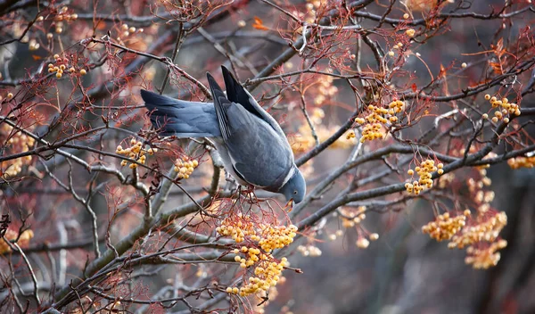Pigeons Feeding Winter Berries — Stock Photo, Image