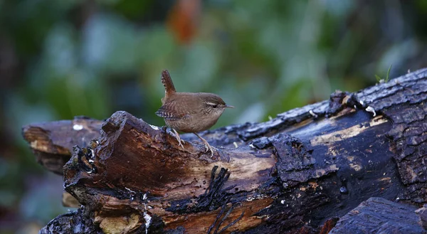 Wren Searching Insects Woods — Stockfoto