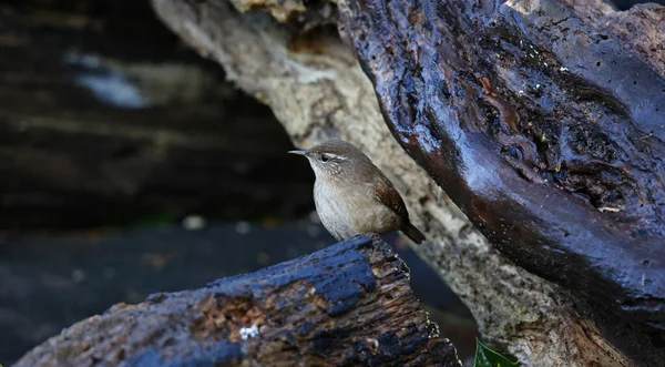 Wren Searching Insects Woods — Stock Photo, Image