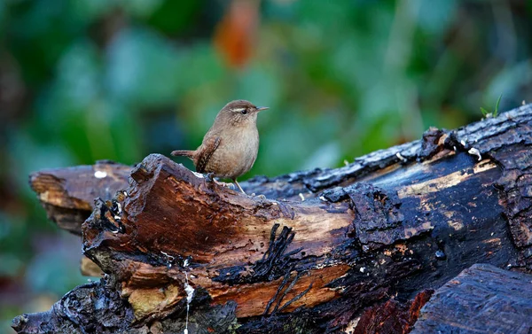 Wren Searching Insects Woods — 图库照片