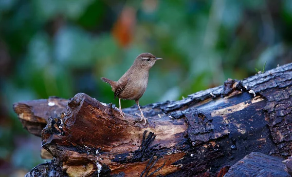 Zaunkönigin Auf Insektensuche Wald — Stockfoto