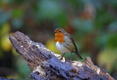 Avrasya bülbülü ormandaki bir kütüğe tünemiş.