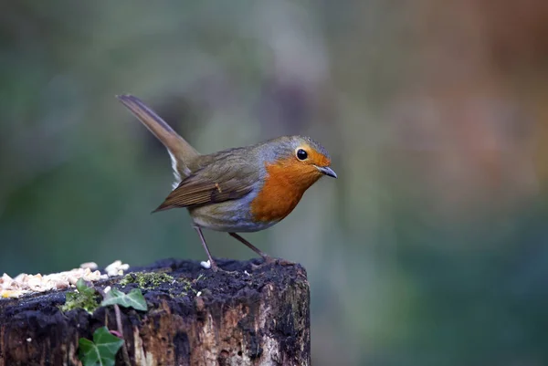 Eurasiático Robin Empoleirado Log Floresta — Fotografia de Stock