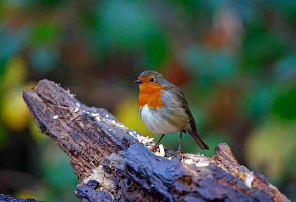 Robin Eurasien Perché Sur Une Bûche Dans Les Bois — Photo