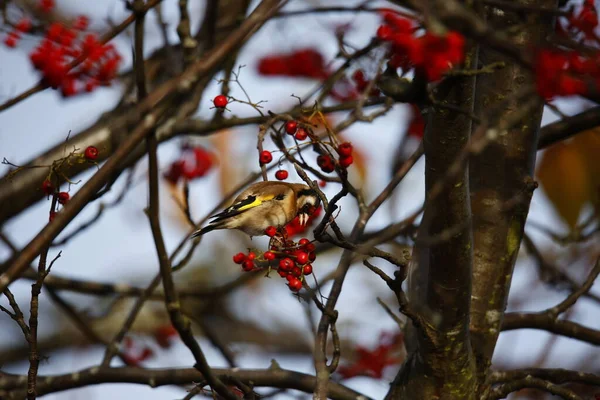 Goldfinch Feeding Winter Berries — Foto Stock