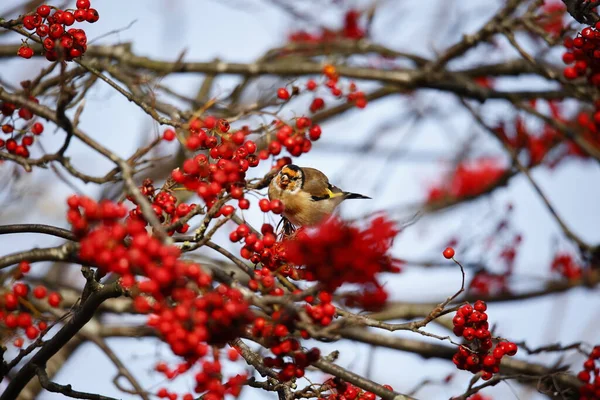 Goldfinch Krmí Zimními Bobulemi — Stock fotografie