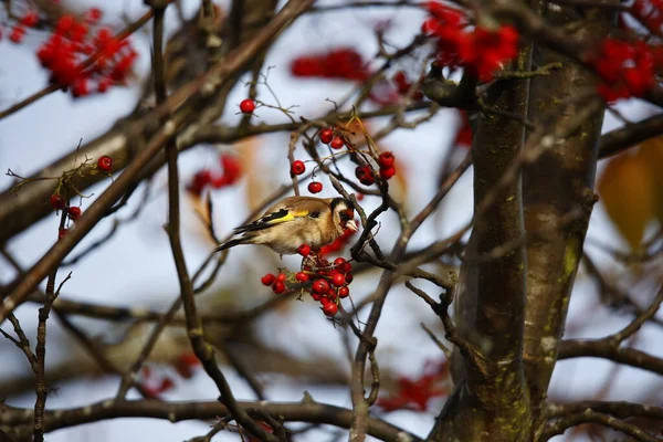 Goldfinch Krmí Zimními Bobulemi — Stock fotografie