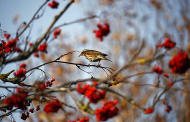 Kızılkanatlar kış meyveleriyle besleniyor