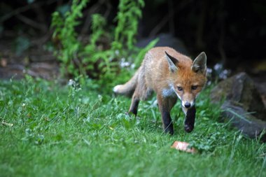 Tilki yavruları bahçeyi keşfediyor