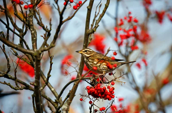 Rode Vleugels Voeden Zich Met Winterbessen — Stockfoto