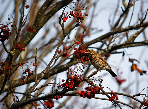 Rode Vleugels Voeden Zich Met Winterbessen — Stockfoto