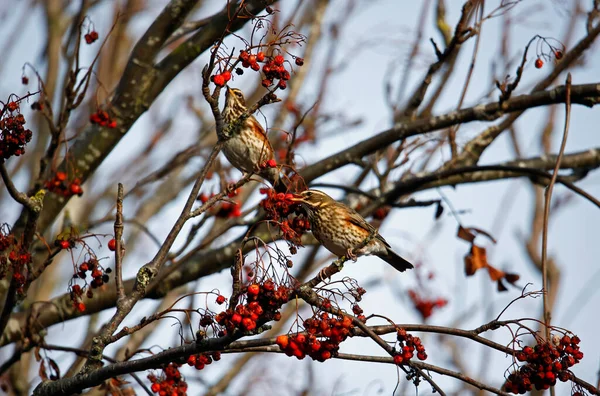 Redwings Żywiące Się Jagodami Zimowymi — Zdjęcie stockowe
