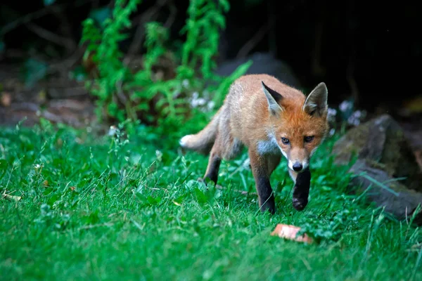 Fox Welpen Verkennen Tuin — Stockfoto