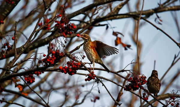 Rode Vleugels Voeden Zich Met Winterbessen Stockfoto