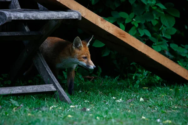 Fox Cuccioli Esplorare Giardino Foto Stock Royalty Free