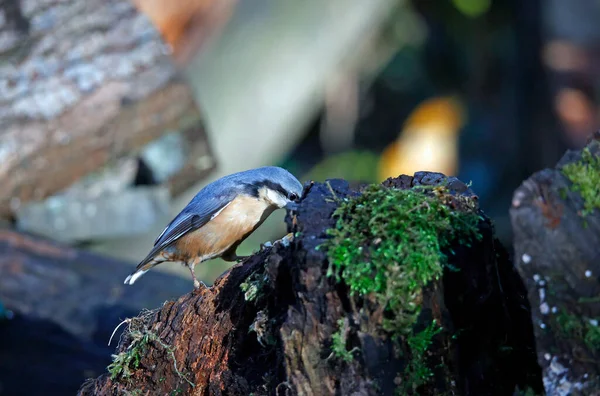 Nuthatch Födosök För Mat Skogen — Stockfoto