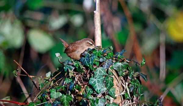 Wren Searching Insects Undergrowth — 스톡 사진
