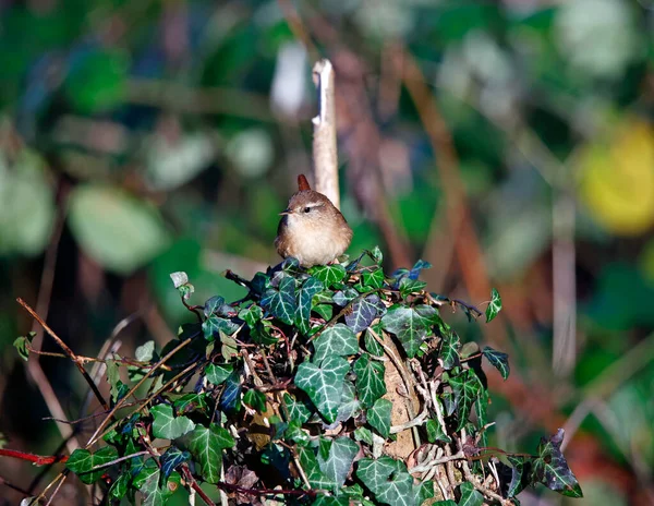 Wren Searching Insects Undergrowth — 스톡 사진