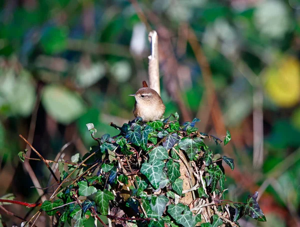 Wren Searching Insects Undergrowth — Stockfoto