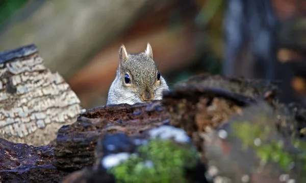 Grey Squirrel Foraging Woods — Zdjęcie stockowe