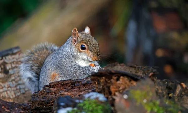 Grey Squirrel Foraging Woods — Stock Photo, Image