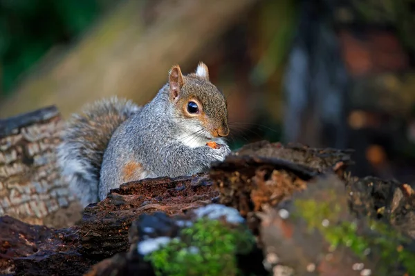 Grey Squirrel Foraging Woods — Stock Photo, Image