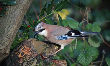 Avrasyalı karga ormanda besleniyor.