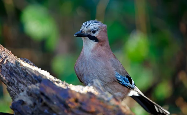 Jay Eurasiático Alimentándose Bosque —  Fotos de Stock