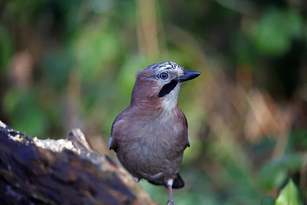 Geai Eurasien Nourrissant Dans Les Bois — Photo